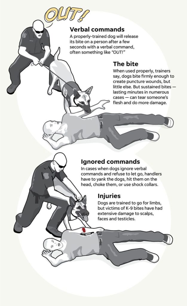 Graphic illustrates how a K-9 bites a person and what can happen if the dog ignores its handler and refuses to let go.